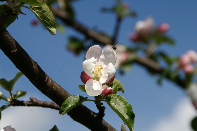 photo showing bokeh of this lens - thanks to Bodziofoto from kkm forum
