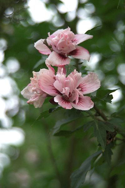 28-105 xi bokeh - mbmark